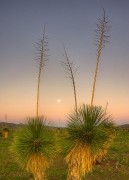 Yucca Moonset