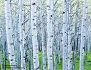 Spring Aspen Grove #3