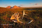 Caribou antlers on the tundra, ANWR