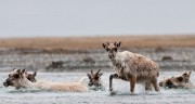 Caribou Crossing