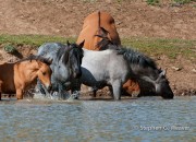 At the Water Hole