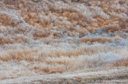 Frosty Grass and Tumbleweeds