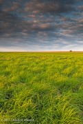 Kansas Summer Prairie