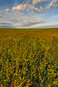 Nature Conservancy,Oklahoma,Osage County,Tall Grass Prairie Preserve,prairie