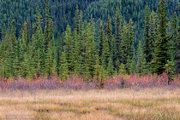 Canadian Rockies Forest and Meadow