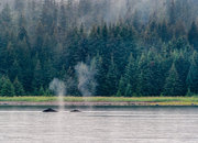 Two Humpback Whales