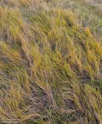 Shore Grass Tapestry