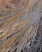 Bosque Reeds