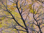 Burned Tree & Lichen Covered Tuff