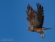 Swainson's Hawk