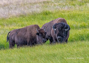 Bull and Cow Bison