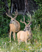 Mule Deer Bucks