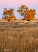 Autumn Cottonwoods