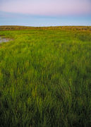 Sedge Meadow Dawn