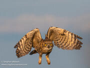 Great Horned Owlet in Flight