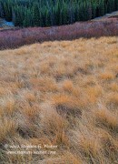 Mountain Meadow Grass