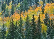 Colorado Spruce and Aspen Splendor