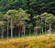 Torridon Scots Pines