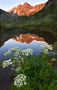 Cow Parsnips and Maroon Bells Reflection