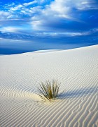 White Sands Yucca