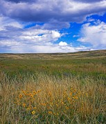 Colorado Prairie
