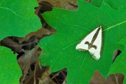 Moth on Oak Leaf