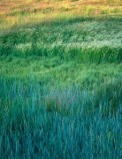 Tapestries of Grass