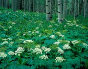 Cow Parsnips in the Aspen Grove