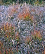 Frosty Autumn Grass