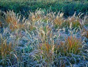 Frosty Autumn Meadow