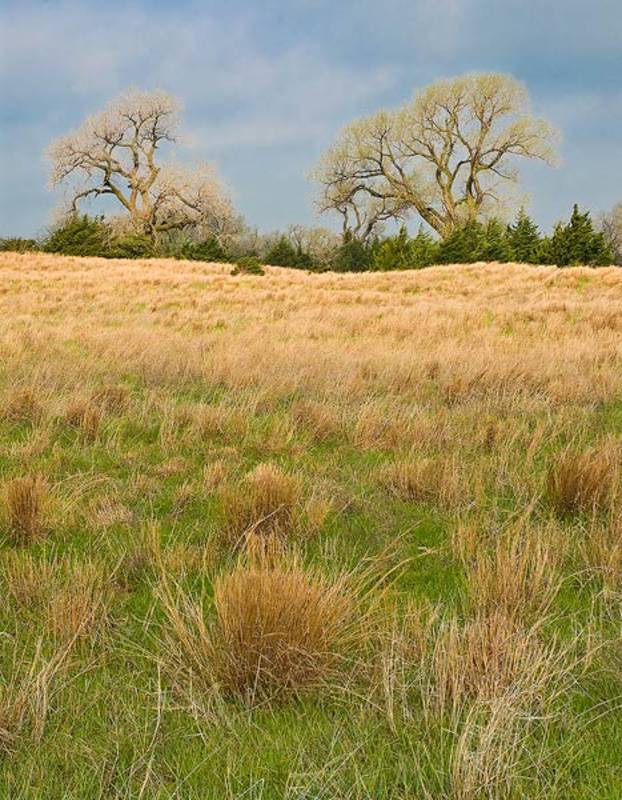 Kansas Prairie Spring Quivera NWR, KS Fine Landscape and Nature