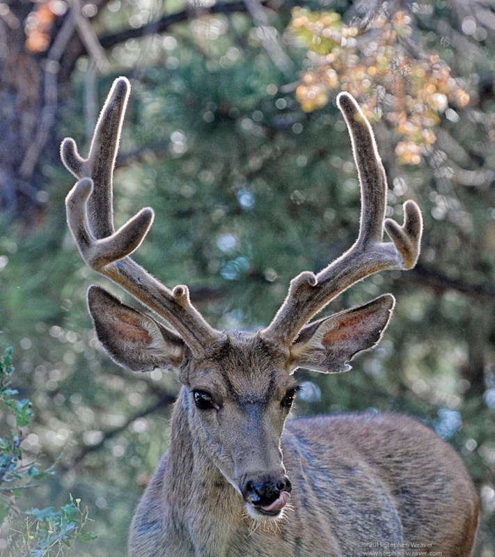 Buck Mule Deer Colorado Springs, CO Fine Landscape and Nature