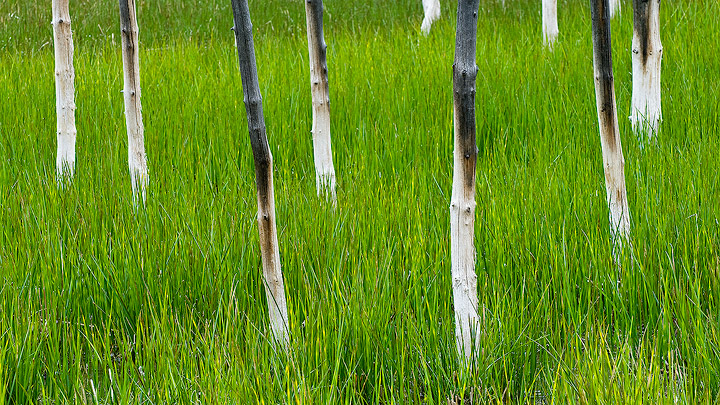 Green grass grows among the trunks of trees killed by geothermal activity in Yellowstone National Park