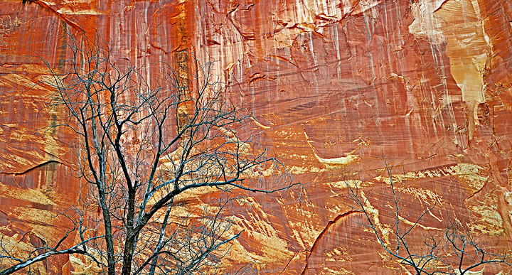A leafles cottonwood stands starkly in front of a cliff of strongly crossbedded and iron stained Navajo Sandstone