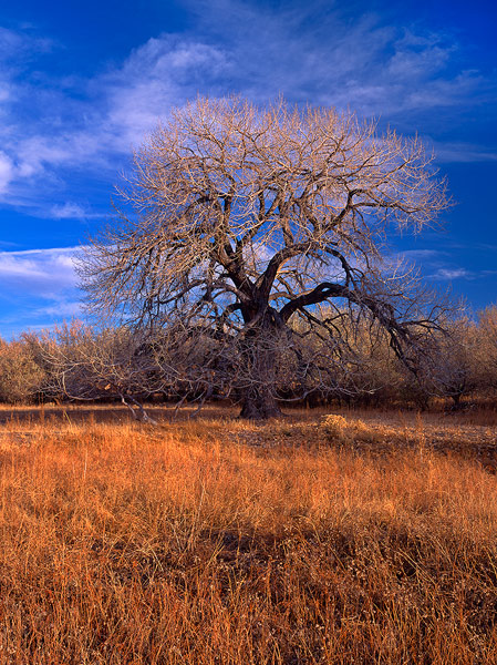 A large and magnificient Cottonwood tree towers over the prairie on the Chico Basin Ranch