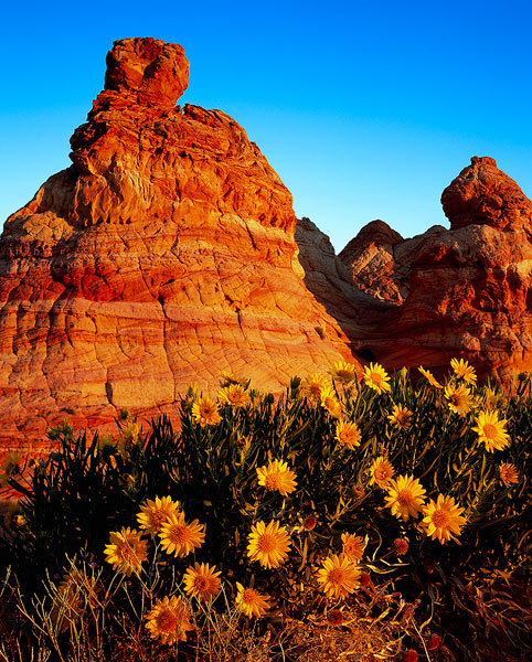 Sunrise light illuminates desert sunflowers and the spectacular Navajo Sandstone towers in the Coyote Buttes