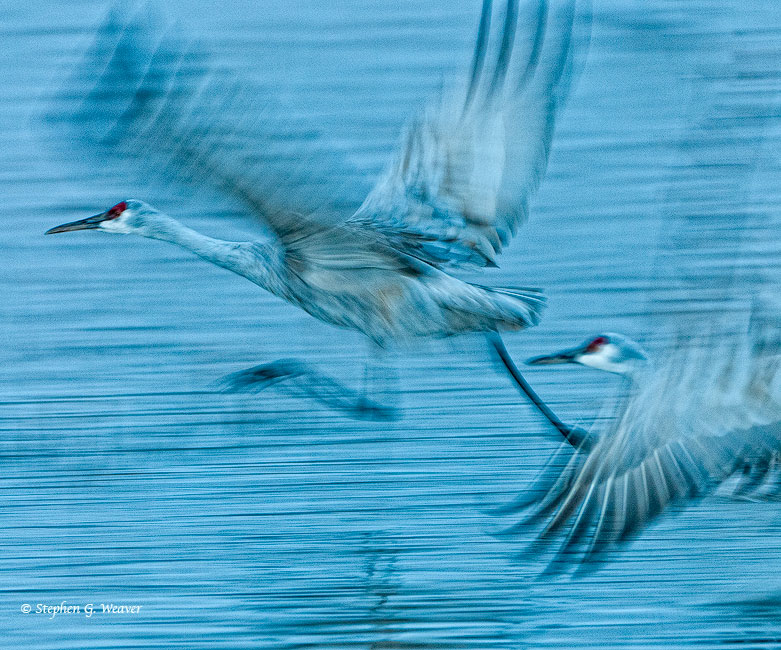 s]Sandhill cranes take off at dawn at Bosque del Apache National Wildlife Refuge, New Mexico