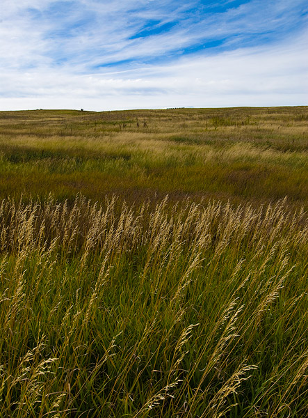 Prairie on the Spruce Mountain Open Space, Douglas County, CO