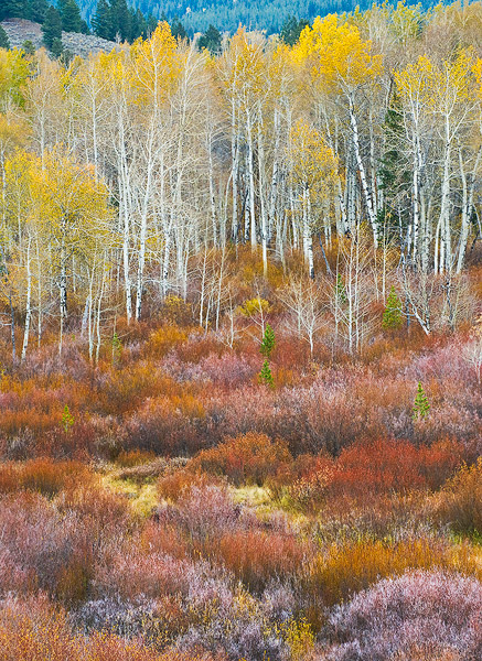 aspen, Fall color, Autumn, willow, forests