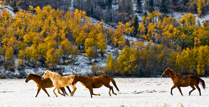 Horses enjoy a run in an early Autumn snow