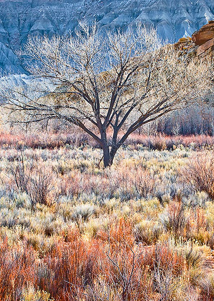 A leafless Cottonwood tree stands among the Winter earth tones of&nbsp; willows, sage, and tamarisk in the Fremont River valley...
