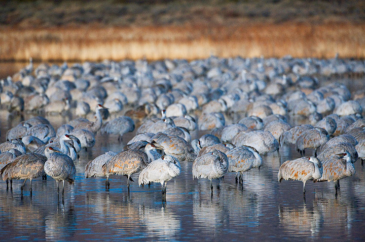 birds, cranes, sandhill cranes, Bosque del Apache NWR, NWR, bosque