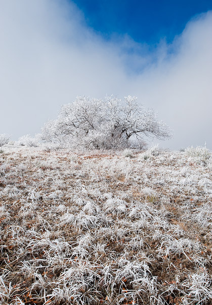 A frosted oak tree and grass emerges from clearing clouds at the High Chaparral Open Space in Colorado Springs, Colorado