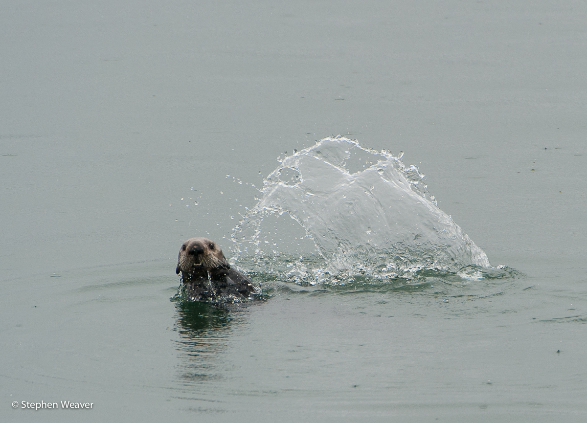 Alaska, Fingers Bay, Glacier Bay NP, Sea Otter