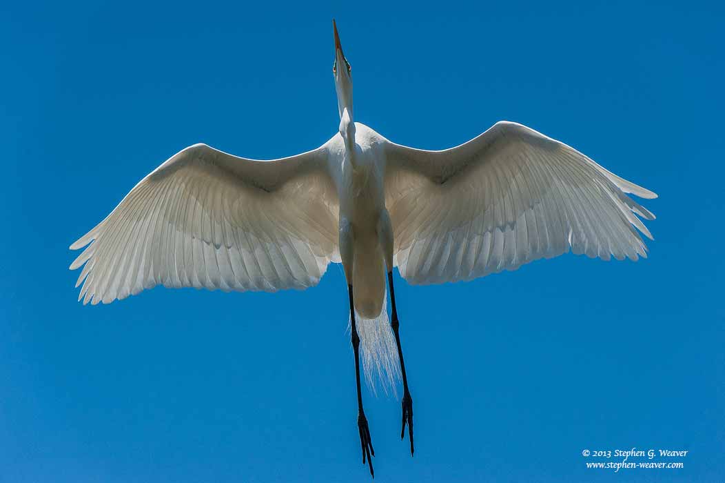 Great Egret, Florda, birds, breeding plumage