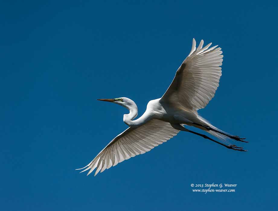 A great egret in flight