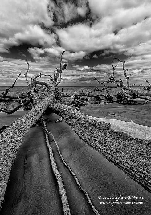 Dead trees along the shore of Big Talbot Island, Florida
