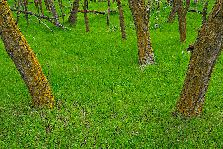 Spring grass growth makes a verdant green carpet&nbsp; in an oak grove in Quivira National Wildlife Refuge