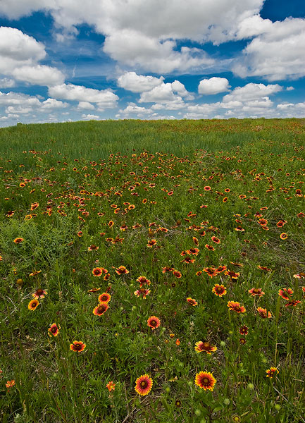 Indian Blanket Flowers bloom in the  Spring Prairie of western Kansas