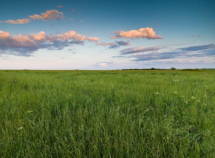 Late afternoon light on Spring growth in the Tall Grass Prairie Preserve, Osage Hils,Oklahoma